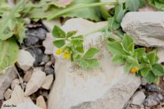 1_Lotus-halophilus-Boiss