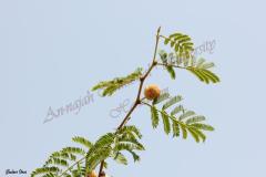 Acacia-pachyceras-O.-Schwartz