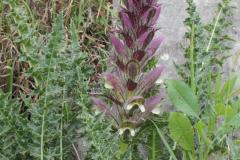 Acanthus-syriacus-Boiss