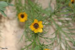 Adonis-dentata-Delile