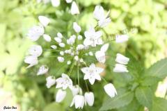 Allium-neapolitanum-L