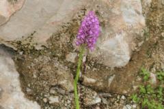 Anacamptis-pyramidalis-L.-L.C.M.-Richard