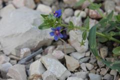 Anagallis-arvensis-L