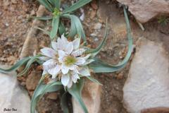 Androcymbium-palaestinum-Baker