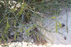 Asparagus-aphyllus-L