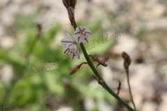 Asphodelus-tenuifolius-Cav