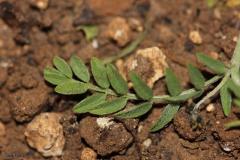 Astragalus-asterias-Hohen
