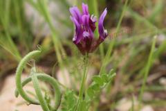 Astragalus-callichrous-Boiss