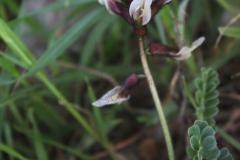 Astragalus-palaestinus-Eig