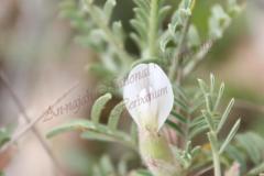 Astragalus-spinosus-Forssk.-Muschl