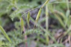 Avena-longiglumis-Durieu