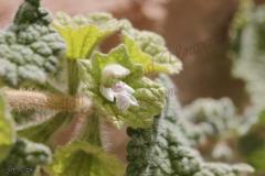 Ballota-undulata-Sieber-ex-Fresen.-Benth