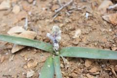 Bellevalia-desertorum-Eig-Feinbrun