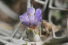 Blepharis-attenuata-Napper