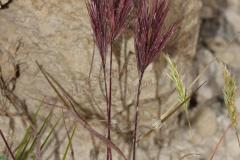 Bromus-rubens-L
