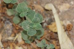 Calamintha-incana-Sm.-Heldr