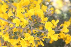 Calycotome-villosa-Poir.-Link