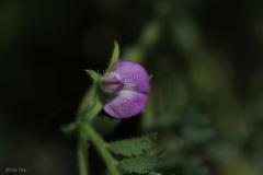 Cicer-pinnatifidum-Boiss