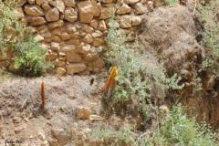 Cistanche-tubulosa-Schenk-Wight