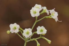 Commicarpus-plumbagineus-Cav.-Standl