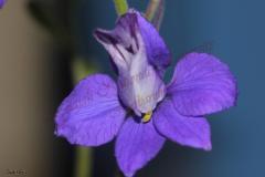 Consolida-hispanica-Costa-Greuter-Burdet