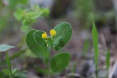 Coronilla-scorpioides-L.-Koch