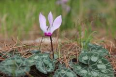 Cyclamen-persicum-Mill