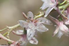 Delphinium-ithaburense-Boiss