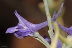 Delphinium-peregrinum-L