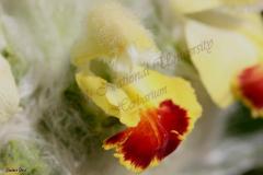 Eremostachys-laciniata-L.-Bunge