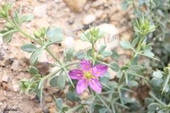 Fagonia-mollis-var.-mollis-Del