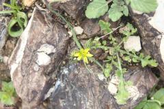 Gagea-reticulata-Pall.-Schult.-Schult.f