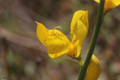 Gonocytisus-pterocladus-Boiss.-Spach