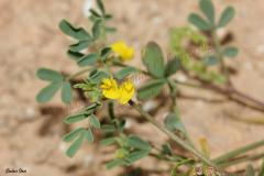 Hippocrepis-unisiliquosa-L