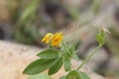 Hymenocarpos-circinnatus-L.-Savi