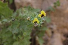 Hyoscyamus-aureus-L
