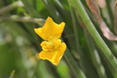 Hypecoum-dimidiatum-Delile