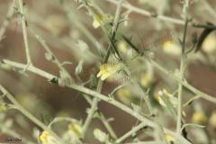 Kickxia-aegyptiaca-L.-Nabelek