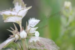 Lamium-moschatum-Mill