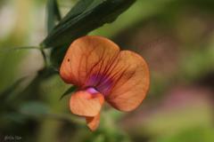 Lathyrus-blepharicarpus-Boiss
