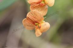 Lathyrus-hierosolymitanus-Boiss