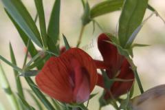 Lathyrus-pseudocicera-Pamp