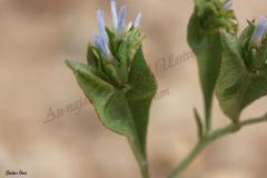 Limonium-lobatum-L.f.-Chaz