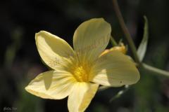 Linum-mucronatum-Bertol