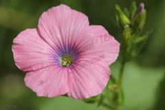 Linum-pubescens-Banks-Sol