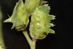 Lotus-halophilus-Boiss