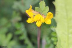 Lotus-longisiliquosus-R.-Roem