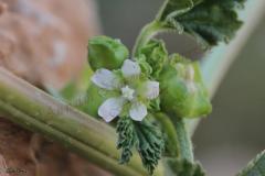 Malva-neglecta-Wallr