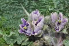 Mandragora-autumnalis-Bertol