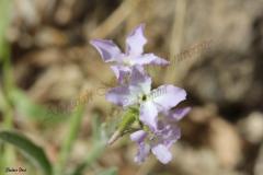 Matthiola-livida-Delile-DC
